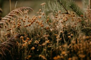 Des Jardins pour l'âme - Atelier de paysage - Bretagne